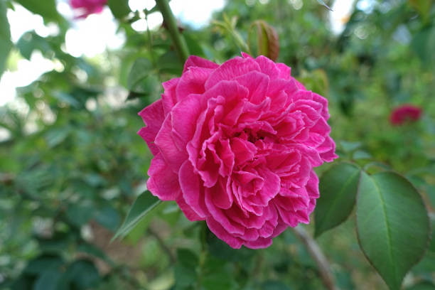 تصویر 4 از گل محمدی خالص مناسب برای تولید اسانس خانگی طبیعی
